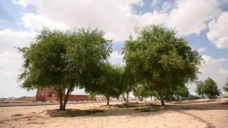 Sidr Honey: Nature’s Golden Elixir